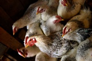 ¿Hombre fue atacado por cientos de gallinas hambrientas?
