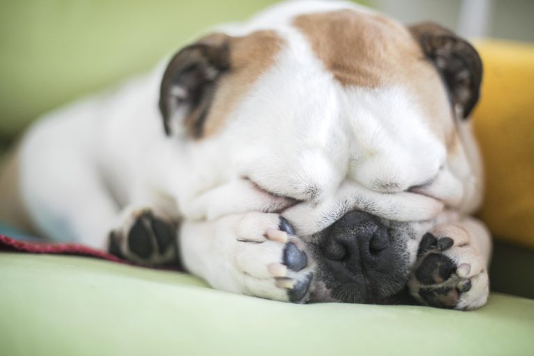 ¡Awww! Este perrito nos representa todas las mañanas cuando suena el despertador