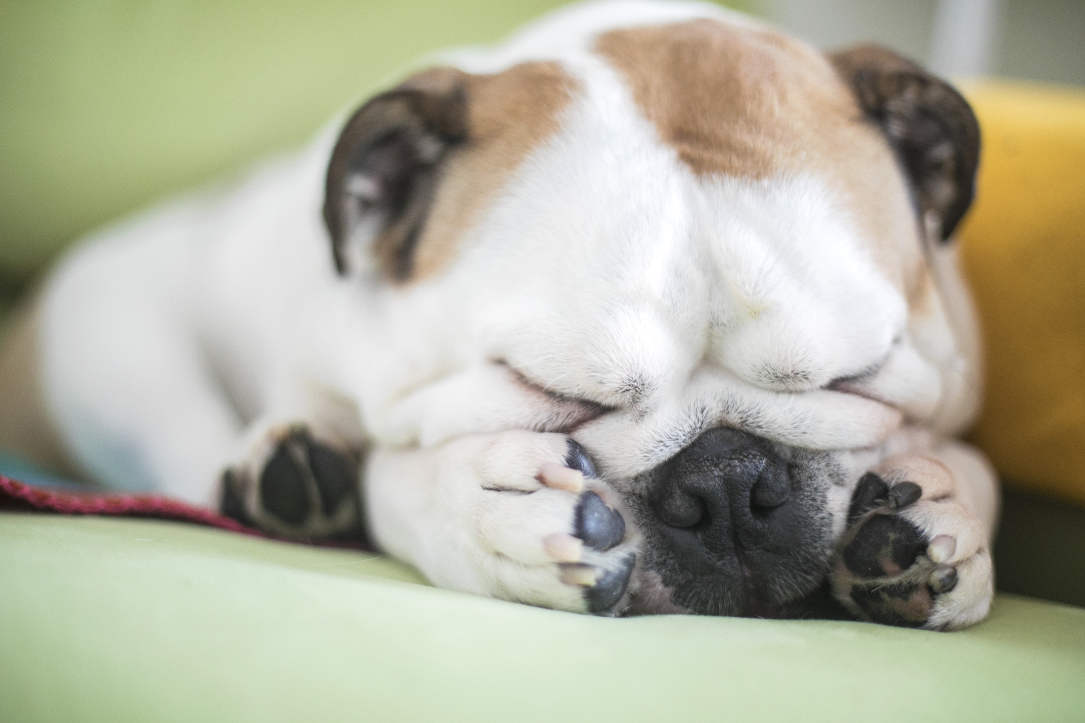 ¡Awww! Este perrito nos representa todas las mañanas cuando suena el despertador