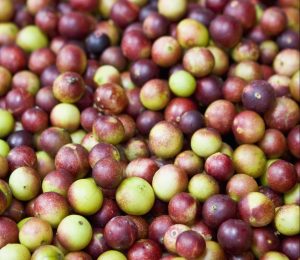 Camu camu: recetas y beneficios del oro rosado del Amazonas