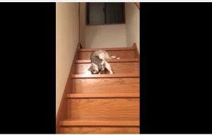 Mira este tierno gatito y su particular forma de bajar las escaleras