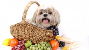 10 frutas que puedes compartir con tu perro