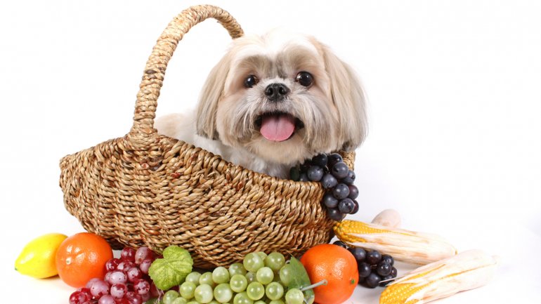 10 frutas que puedes compartir con tu perro