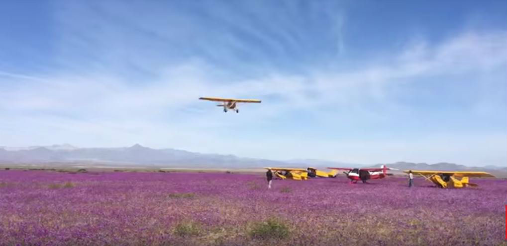 Desierto florido pilotos