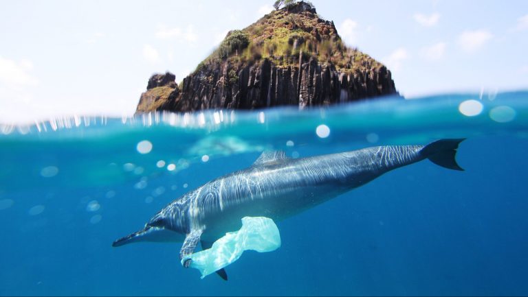 Presidenta Bachelet anunció la prohibición del uso de bolsas plásticas en la zona costera de Chiles