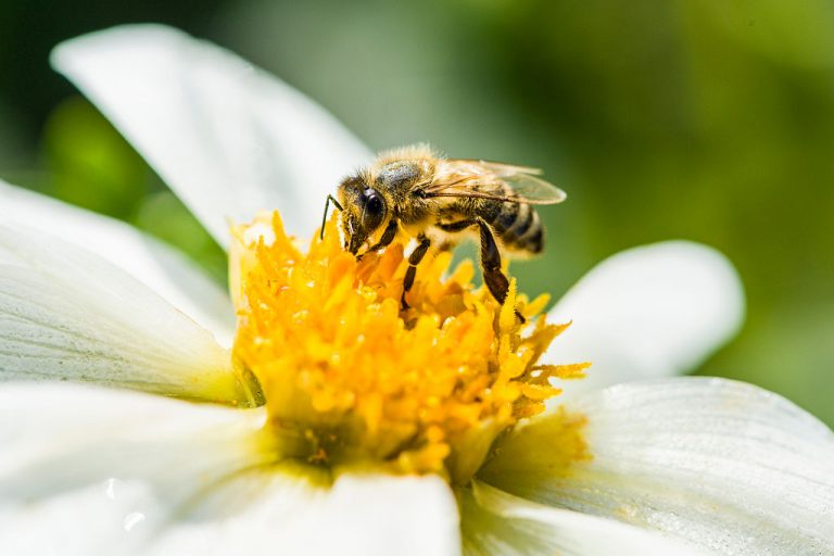 ¿Por qué las abejas reducen el impacto climático en la producción de café?