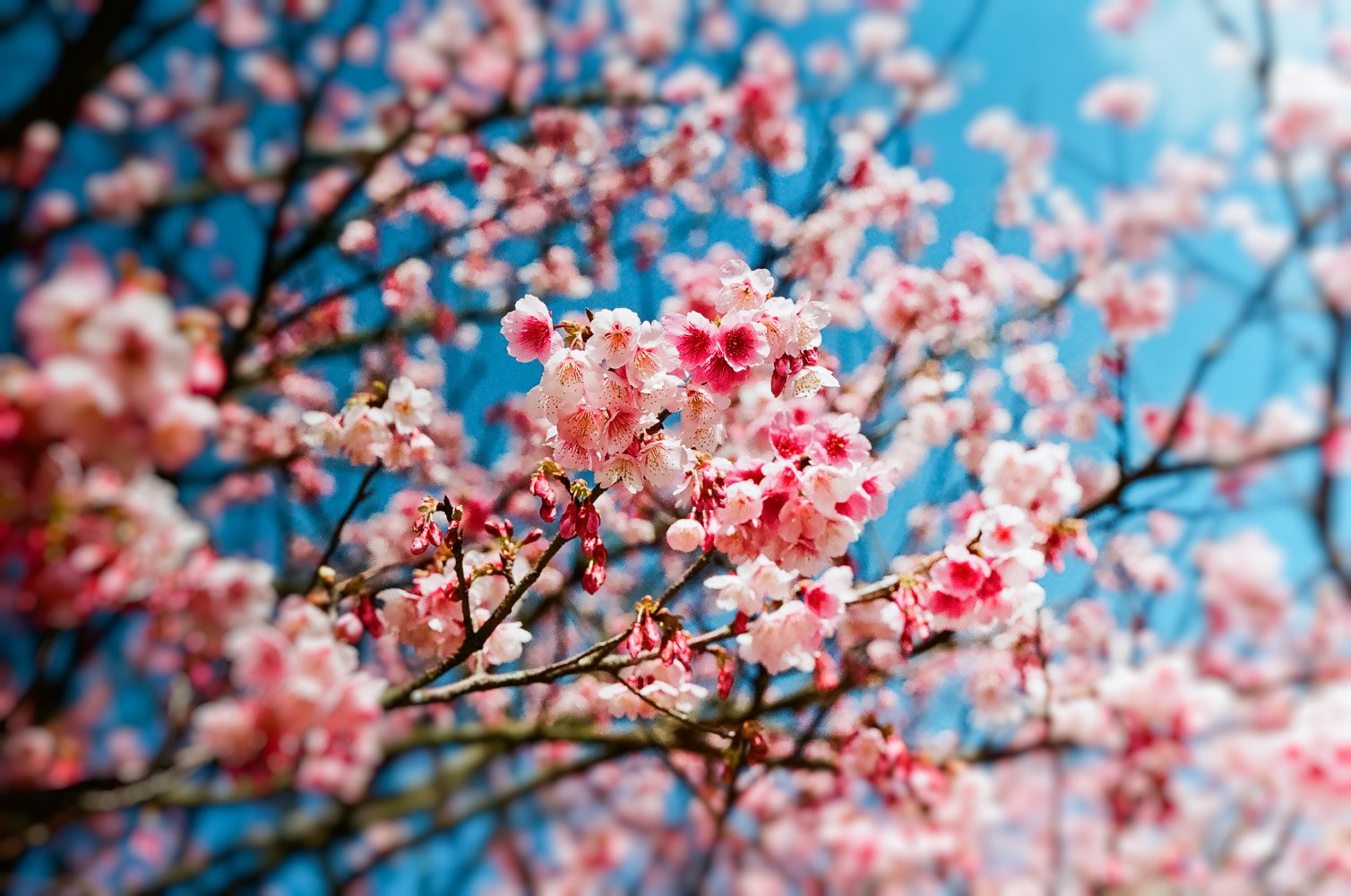 Especial: ¡La primavera llegó a enamorar en FMDOS!