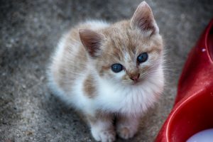 Este video será lo más tierno que veas durante el día