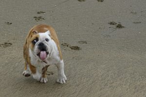 ¡Este perrito es un ladrón experto de empanadas!