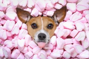 El dueño de este perro compara su rostro con un marshmallow y se vuelve viral