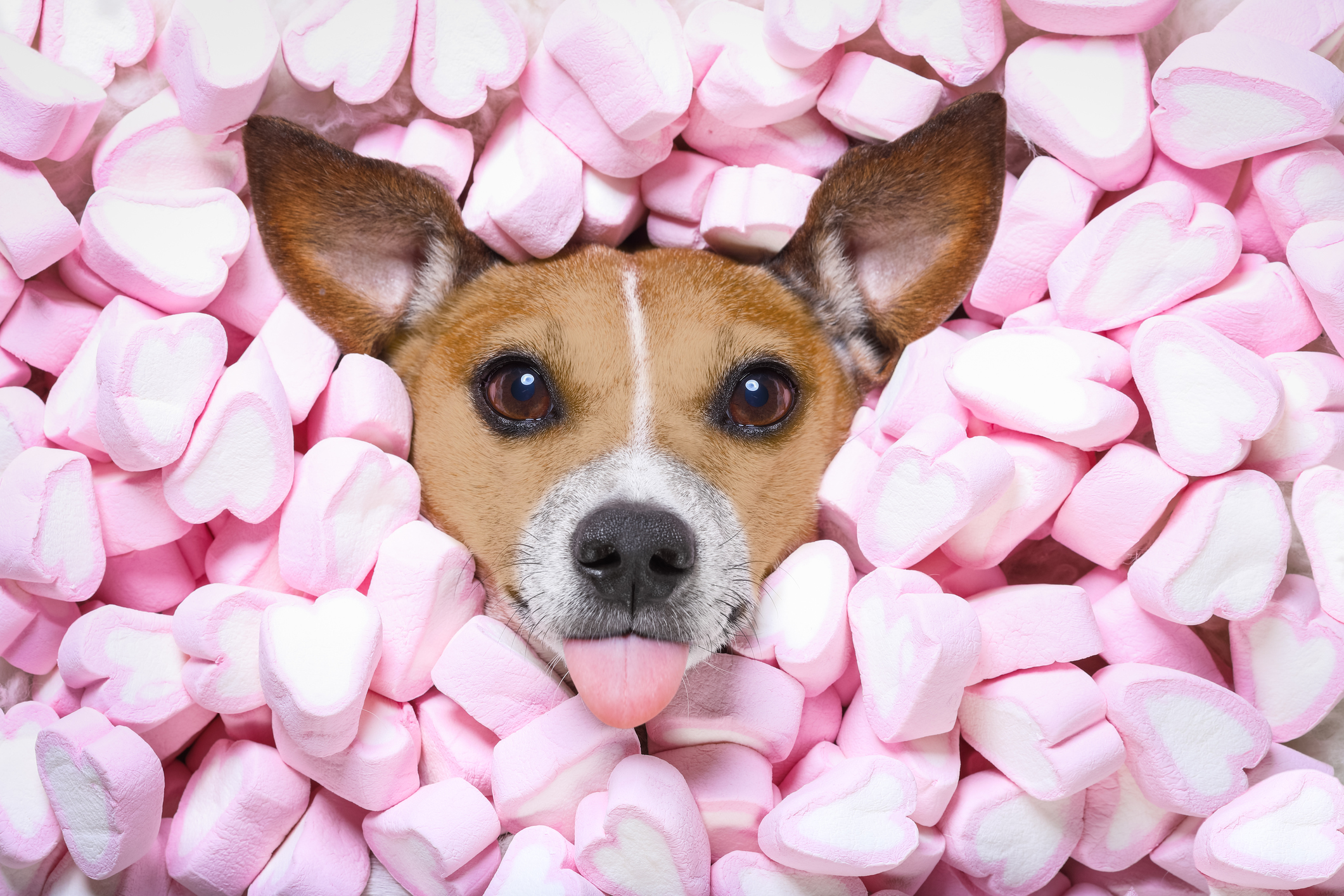 El dueño de este perro compara su rostro con un marshmallow y se vuelve viral