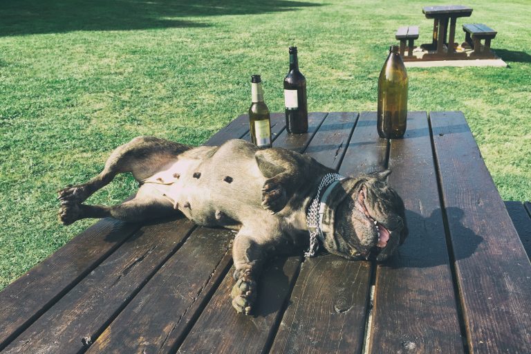 Este perro comparte el mismo gusto por los vinos que su amo