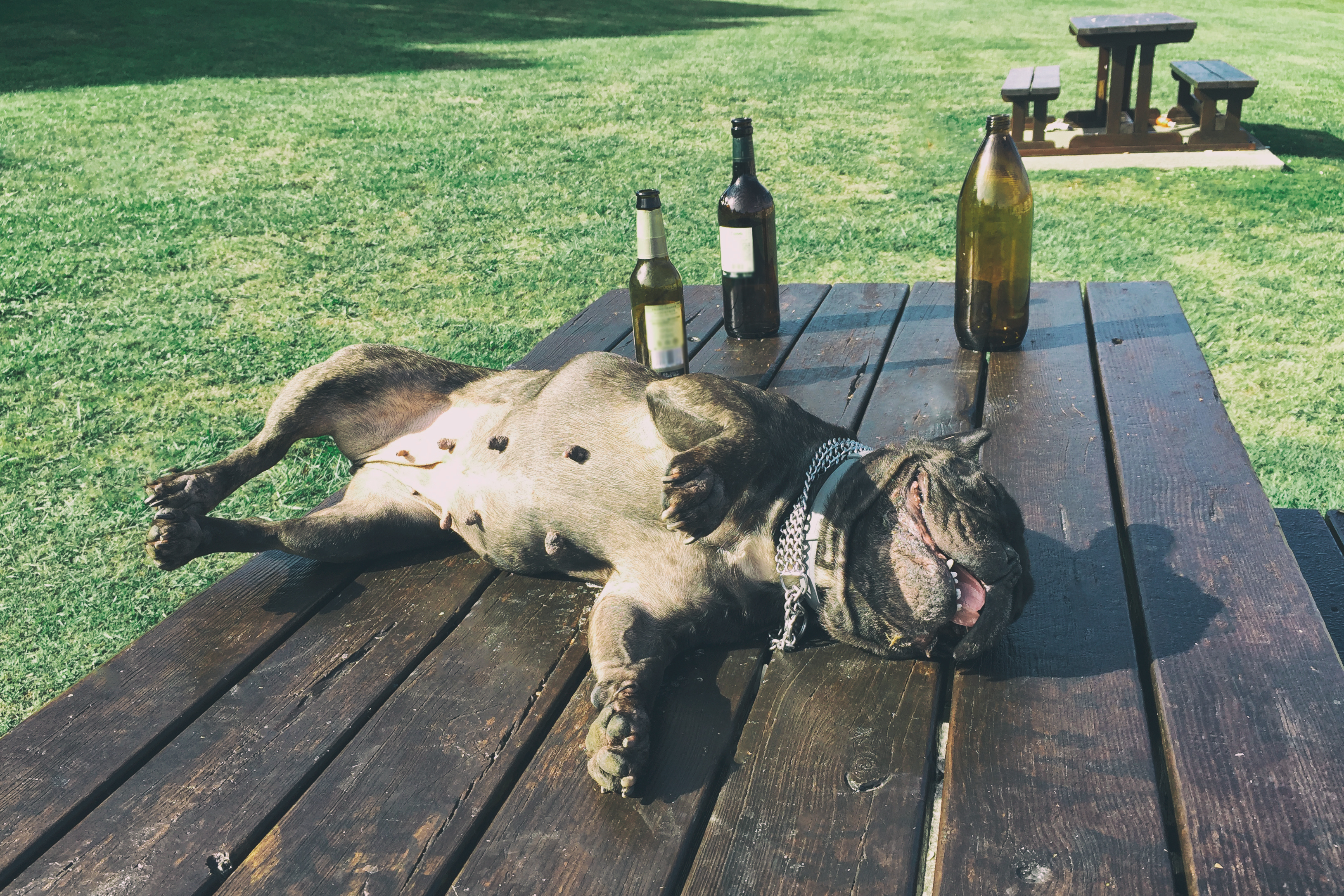 Este perro comparte el mismo gusto por los vinos que su amo