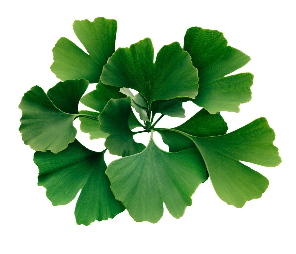 Gingko biloba