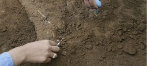 Detalles sobre el cementerio indígena encontrado en excavaciones de la Línea 6 del Metro