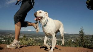 Petsonal Trainer: Conoce la aplicación fitness para tu mascota