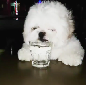 Este perrito te recordará a tus amigos cuando amanecen con resaca