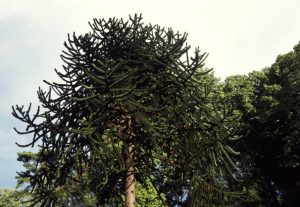 El video de la polémica tala de una araucaria en Ñuñoa