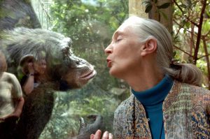 El conmovedor reencuentro entre un chimpancé y su cuidador