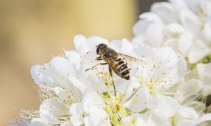 Veneno de abeja: El nuevo ingrediente cosmético de moda