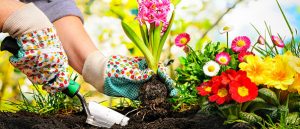 ¡Fin de semana de Jardinería!