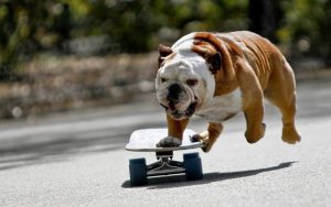 El tierno bulldog que anda en skate con su dueño