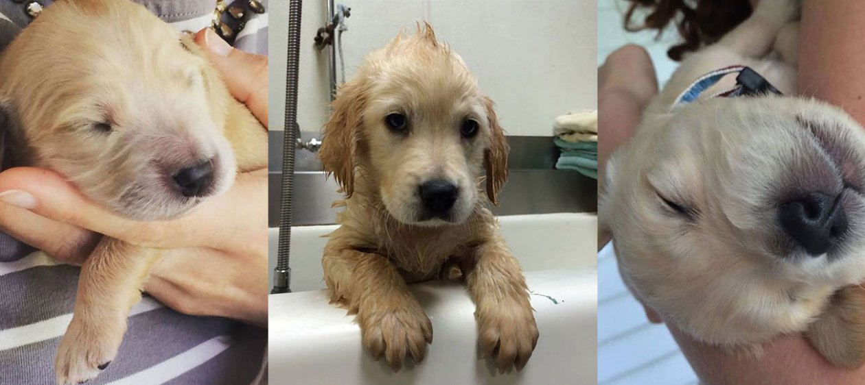 Conoce a Wesley, el perrito con frenillos que está revolucionando internet