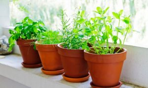 5 plantas que mejoran el estado de ánimo, según la ciencia