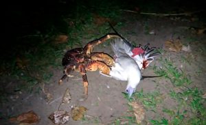 Un cangrejo gigante caza y devora aves