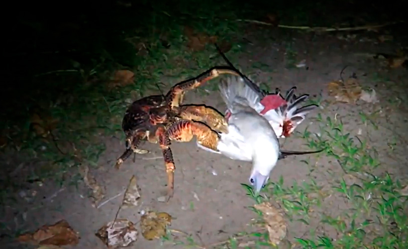 Un cangrejo gigante caza y devora aves