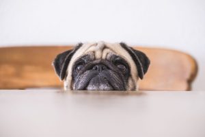 ¿Tienes un pug? Conoce por qué esta raza de perro ha generado controversia
