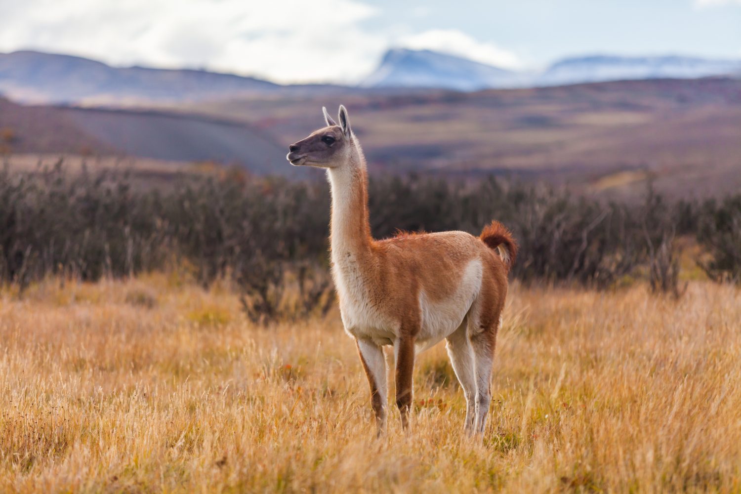 Torres del Paine