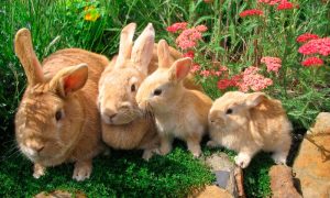 Así será el primer festival para amantes de los conejos en Santiago