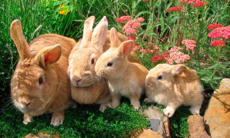 Así será el primer festival para amantes de los conejos en Santiago