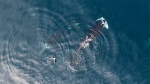 ¡Impresionante! Lobos marinos escapan de "Ballenas Asesinas" en Talcahuano