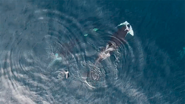 ¡Impresionante! Lobos marinos escapan de "Ballenas Asesinas" en Talcahuano