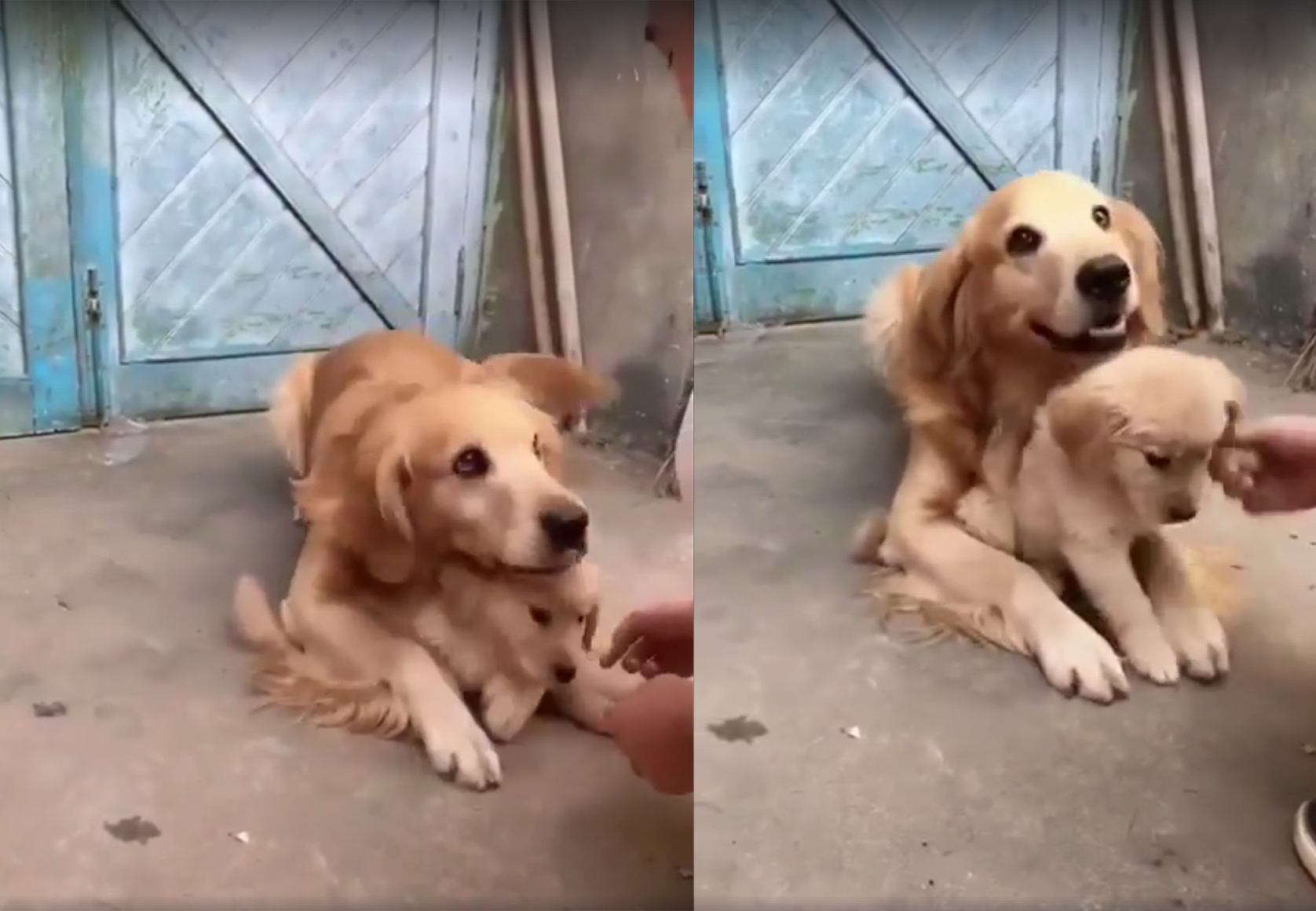 Perrita se rehúsa a que le toquen a su cachorro