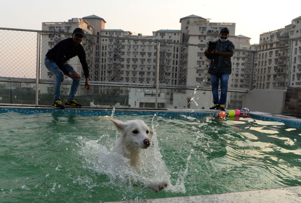 Hotel perros India