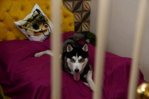 ¿Llevarías a tu mascota? Conoce el primer hotel de lujo para perros de India