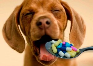 ¡La mejor solución! Universitarios crean un alimento especial para que los perros se tomen los remedios