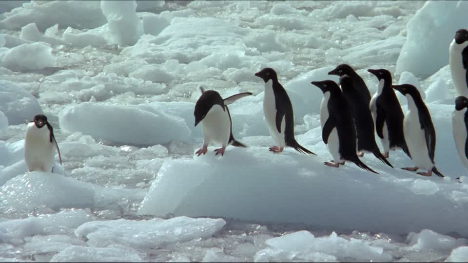 ¡Inigualable! Pingüino salta a un bote para espantar a los hombres