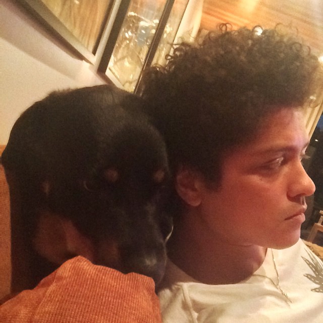 Bruno Mars perro