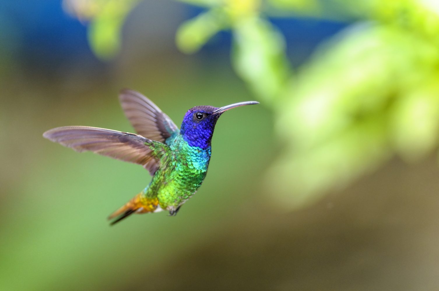 Colibri