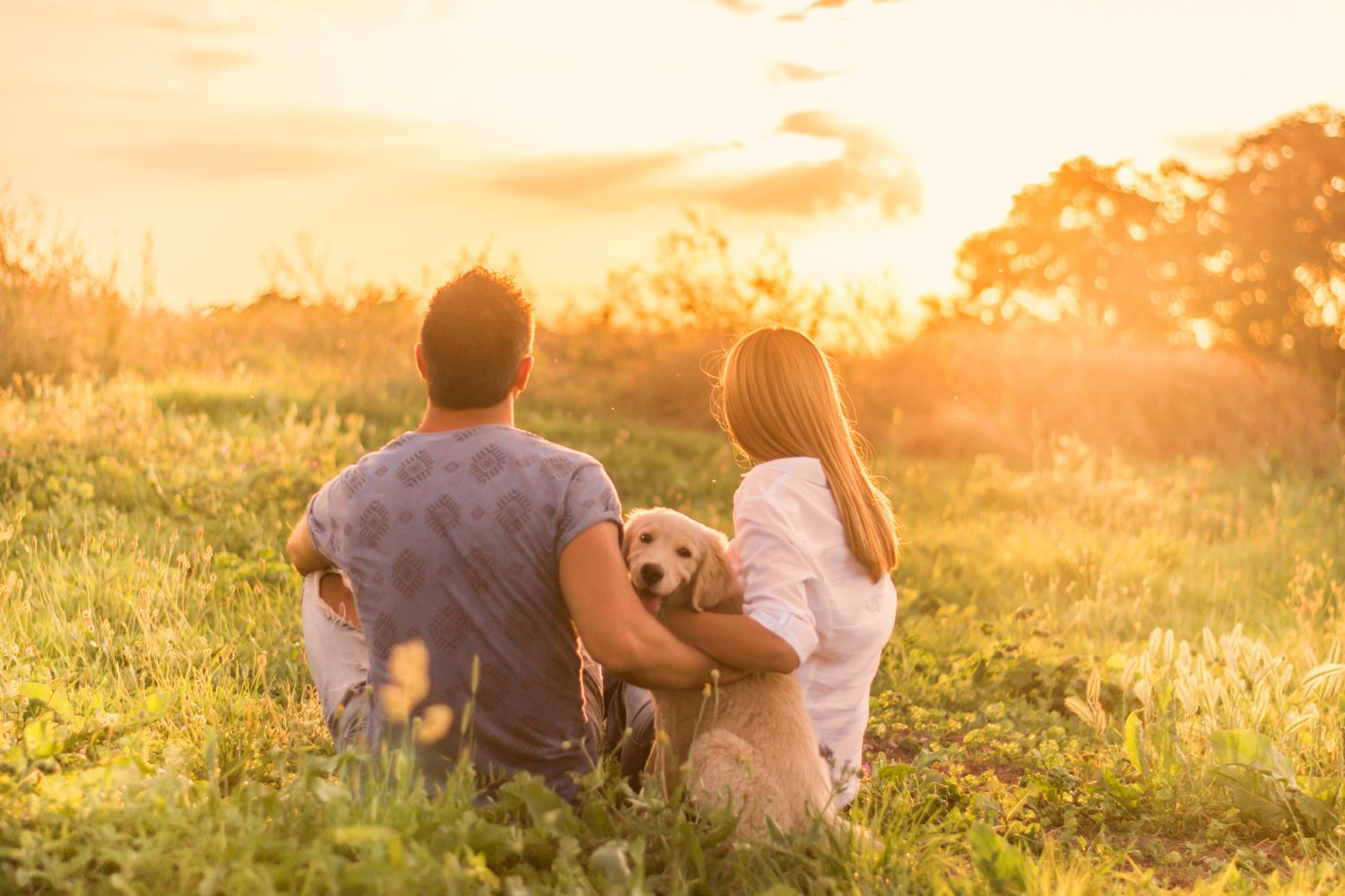 Perros pareja