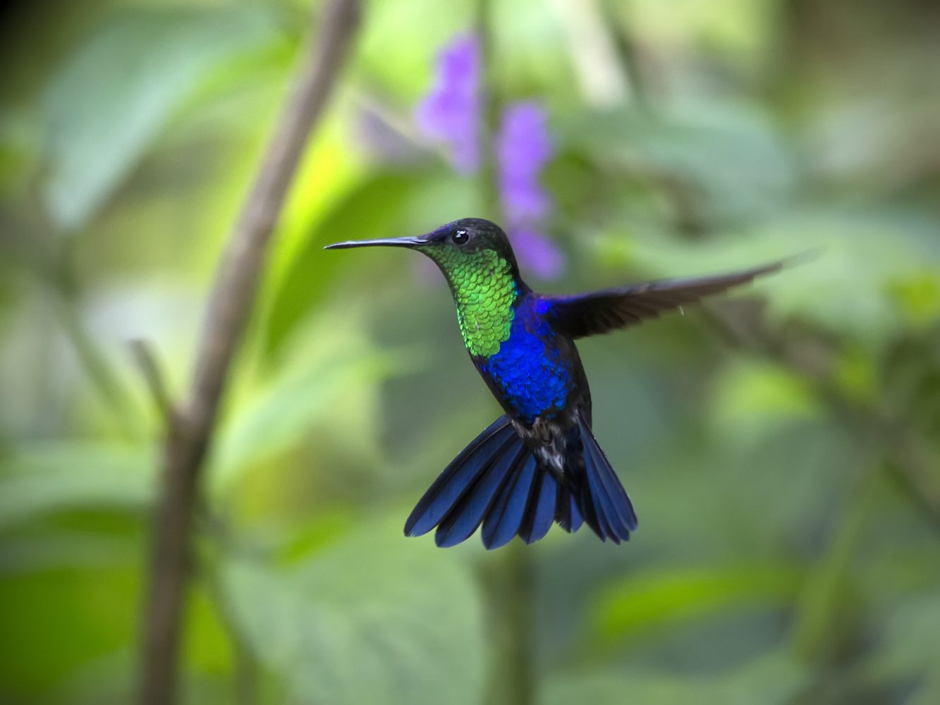 Colibri