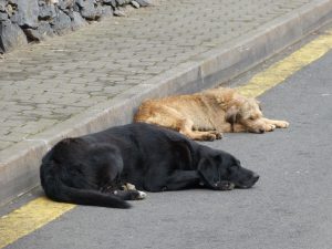 ¿Por qué los perros callejeros se ven beneficiados con la llegada de la Fórmula E?