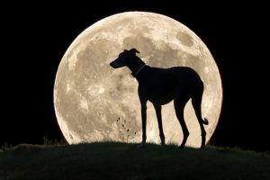 ¿Cómo afecta la Luna llena a tus mascotas?
