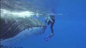 Una ballena protege a buzo de un ataque de tiburón