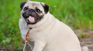 Estudio alerta sobre los peligros del sobrepeso en las mascotas