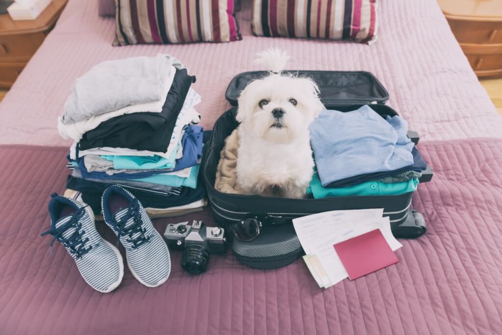Todo lo que necesitas saber para viajar con mascotas en estas vacaciones